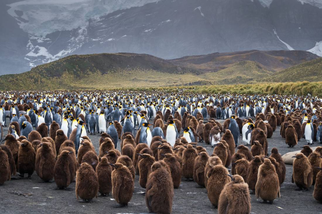 South Georgia's breathtaking scenery and huge numbers of wildlife make it a 'must see' |  <i>Richard I'Anson</i>