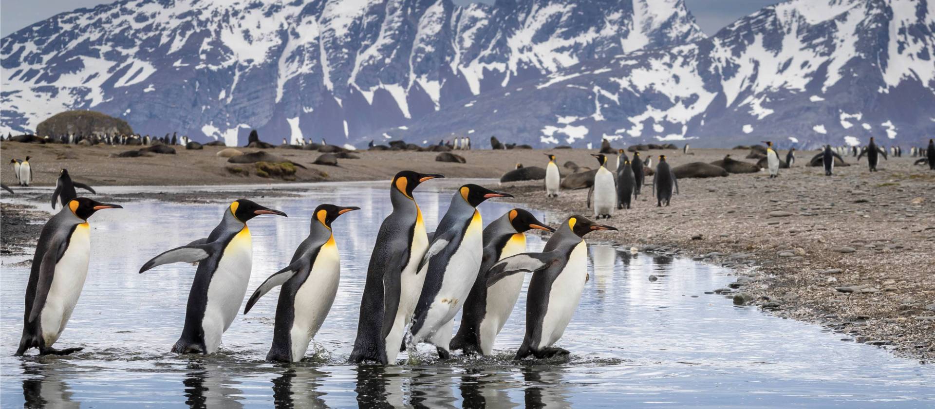 King Penguin parade on South Georgia | Richard I'Anson