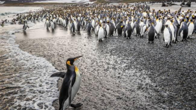 South Georgia's breathtaking scenery and huge numbers of wildlife make it a 'must see' | Richard I'Anson