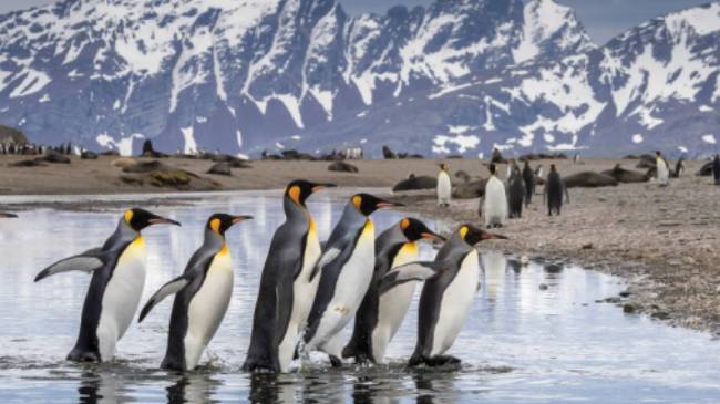 King Penguin parade on South Georgia | Richard I'Anson