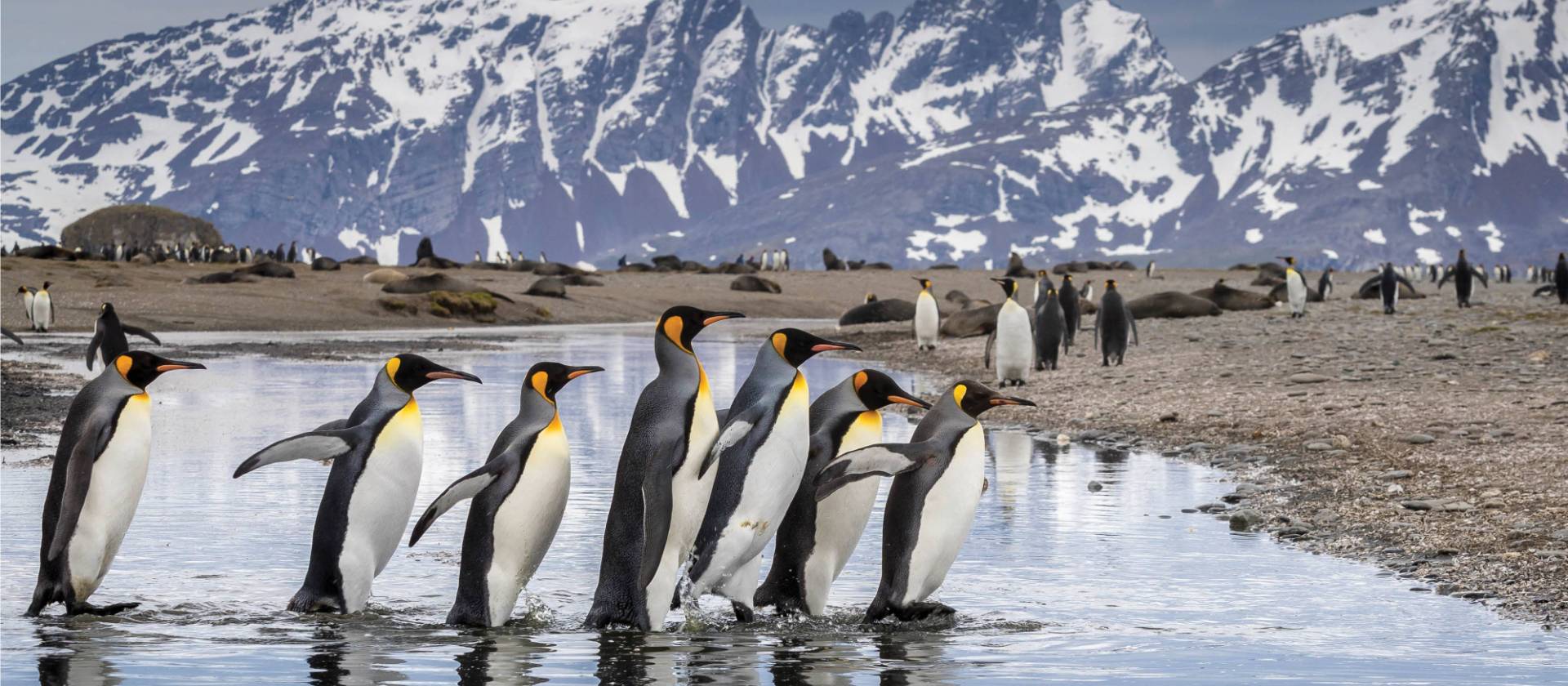 King Penguin parade on South Georgia | Richard I'Anson
