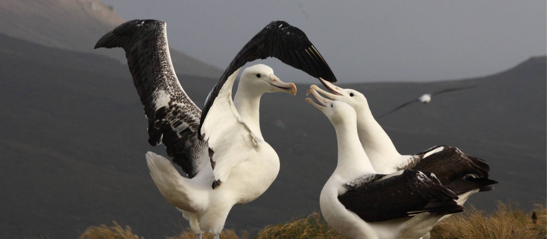 Southern Royal Albatross, Campbell Island | T Bickford