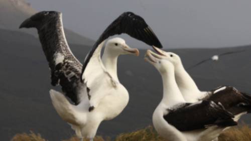 Southern Royal Albatross, Campbell Island | T Bickford