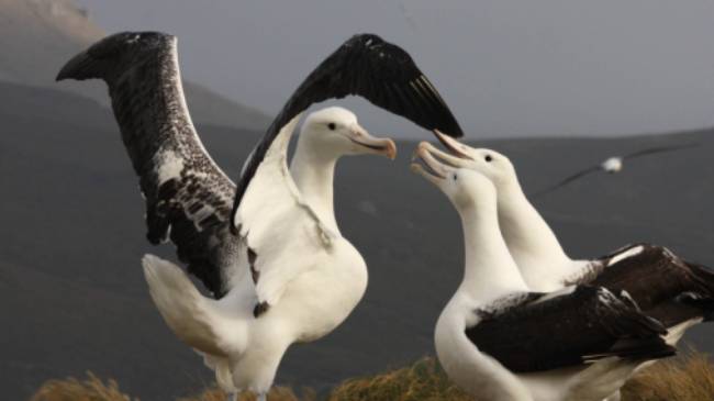 Southern Royal Albatross, Campbell Island | T Bickford