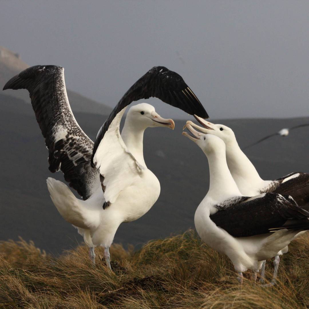 Southern Royal Albatross, Campbell Island | T Bickford