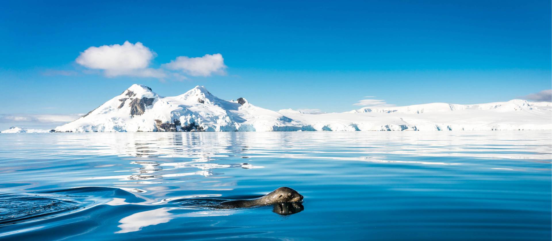A fur seal navigates it's way gracefully across the cool Antarctic waters | Dietmar Denger