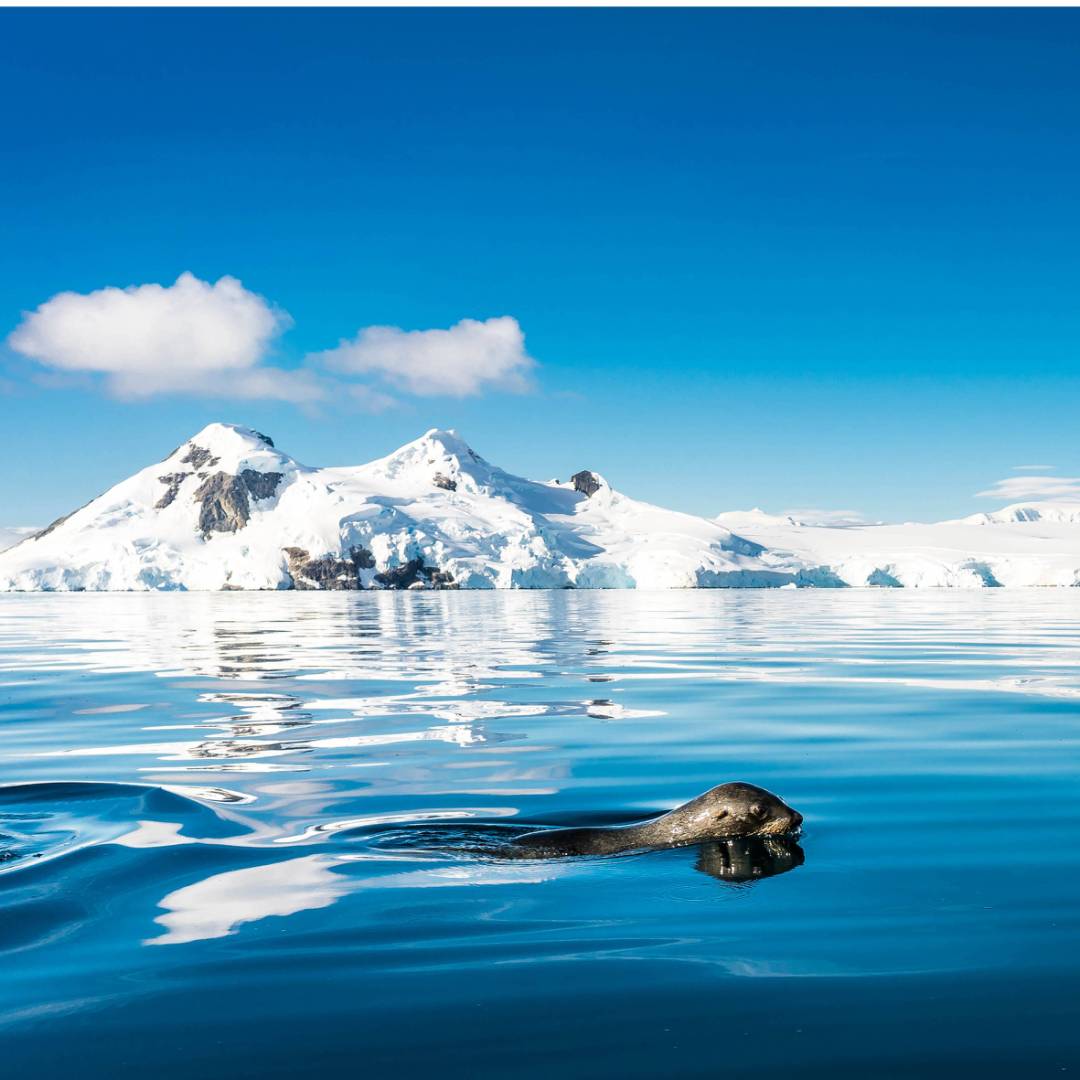 A fur seal navigates it's way gracefully across the cool Antarctic waters | Dietmar Denger