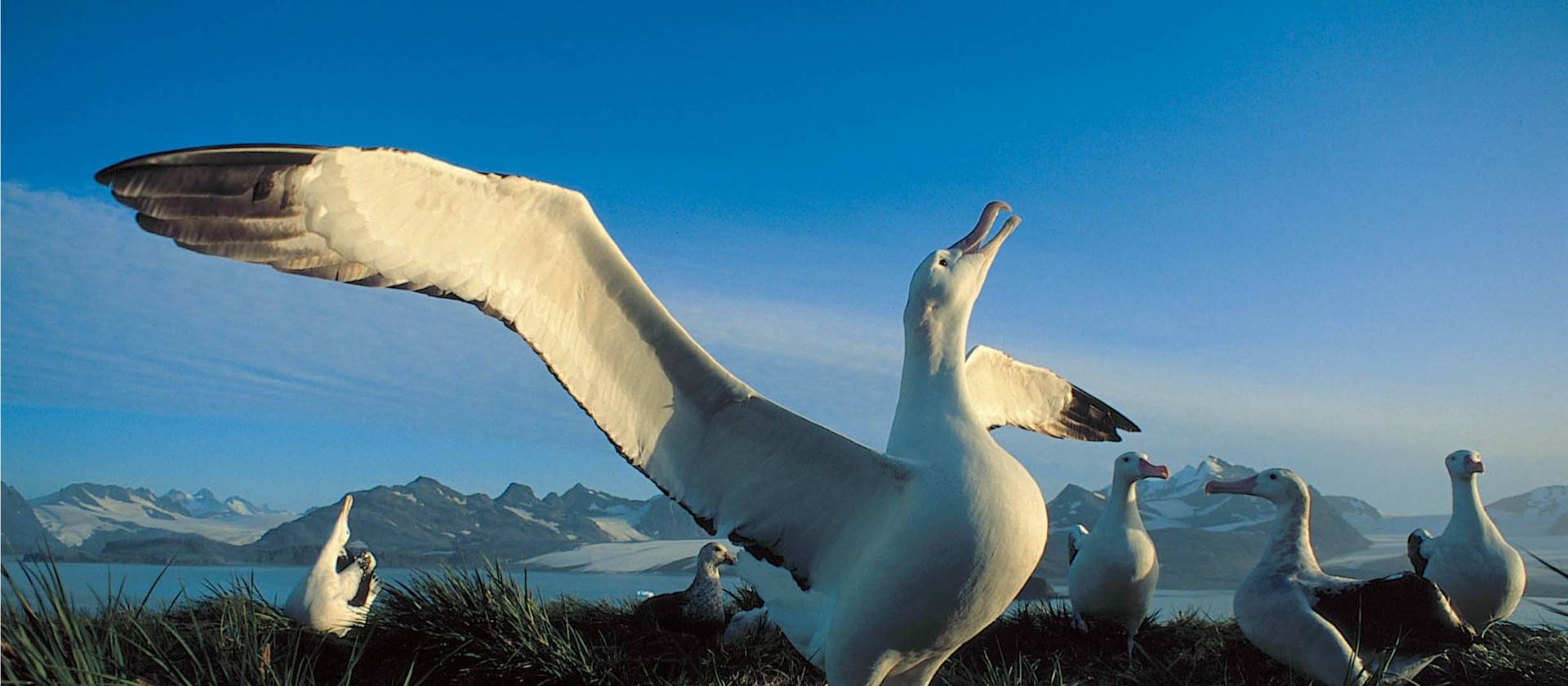 The majestic Wandering Albatross | Rinie van Meurs