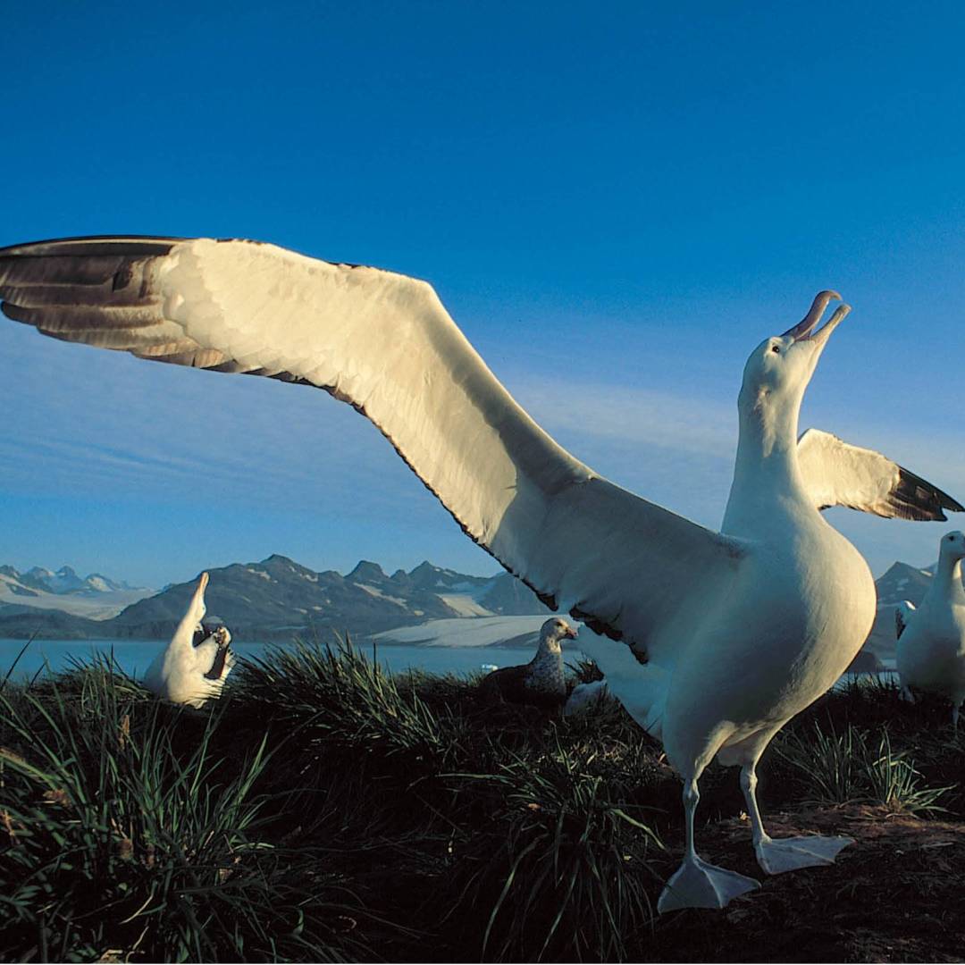 The majestic Wandering Albatross | Rinie van Meurs