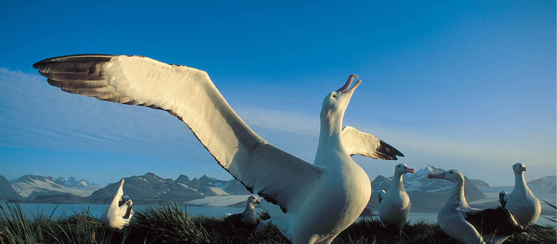 The majestic Wandering Albatross | Rinie van Meurs
