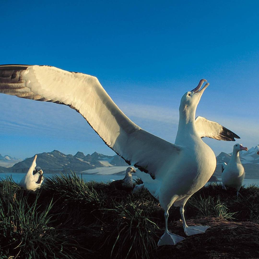 The majestic Wandering Albatross | Rinie van Meurs