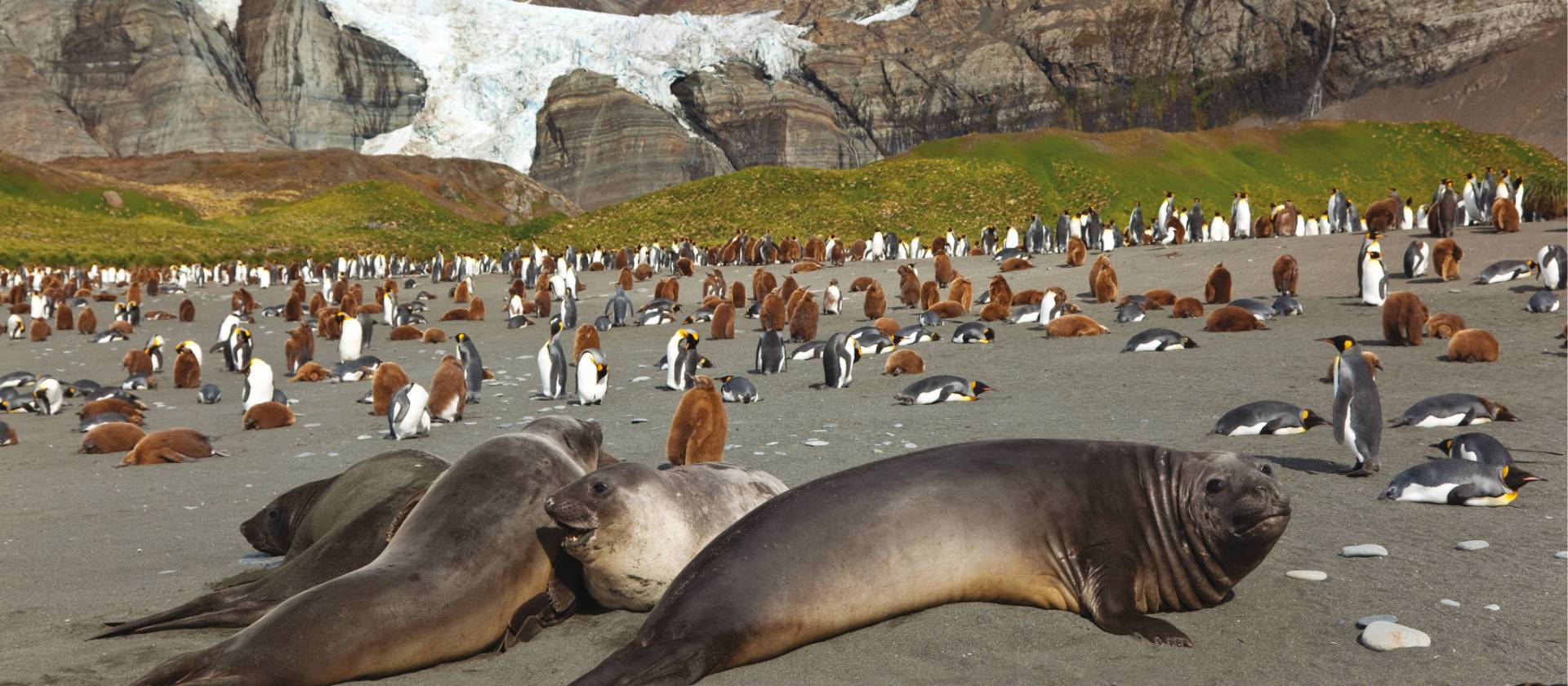 Antarctic wildlife at South Georgia | Peter Walton