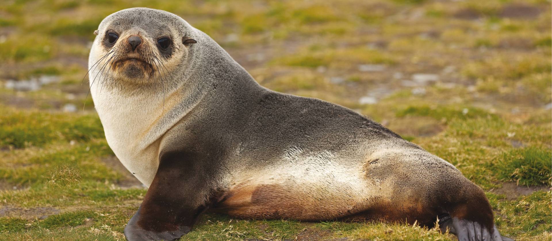 Young fur seal | Peter Walton