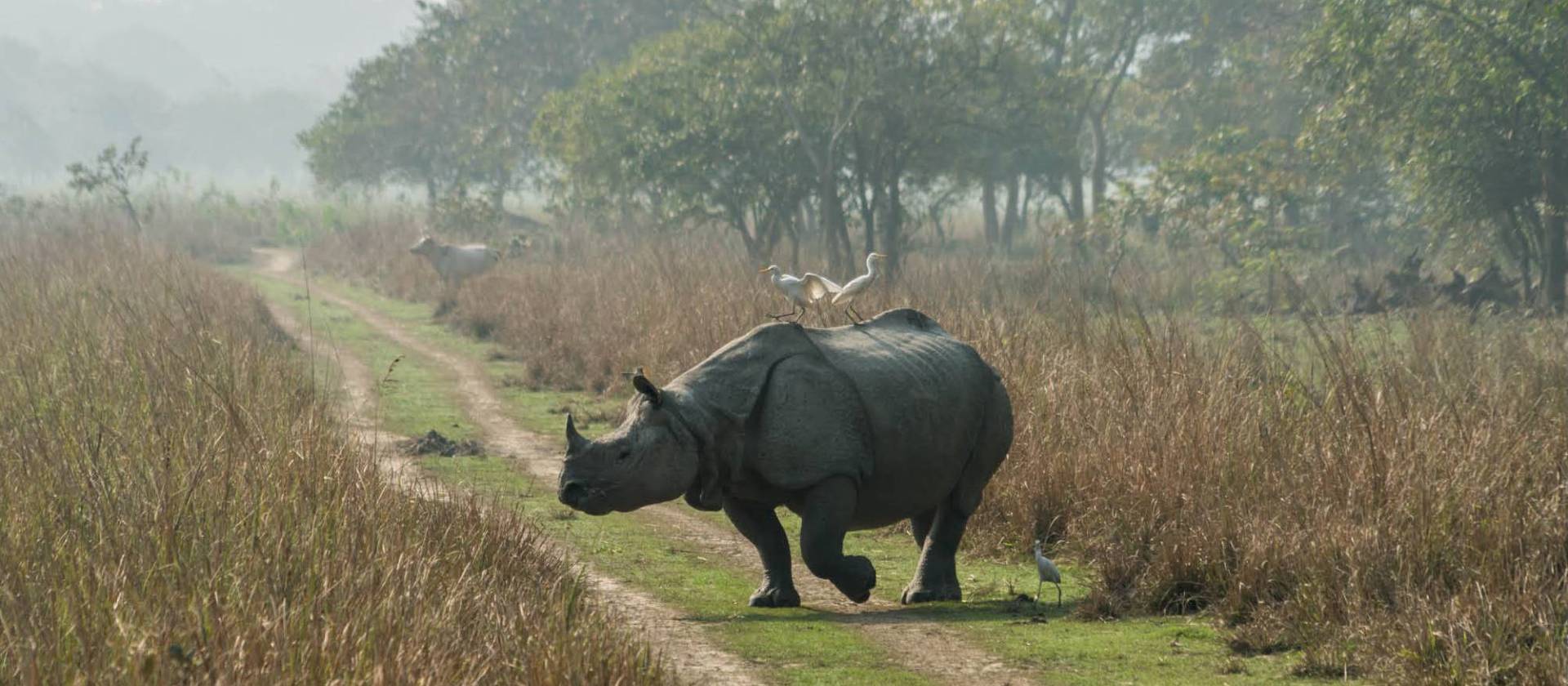 One-horned Rhino, Kaziranga National park