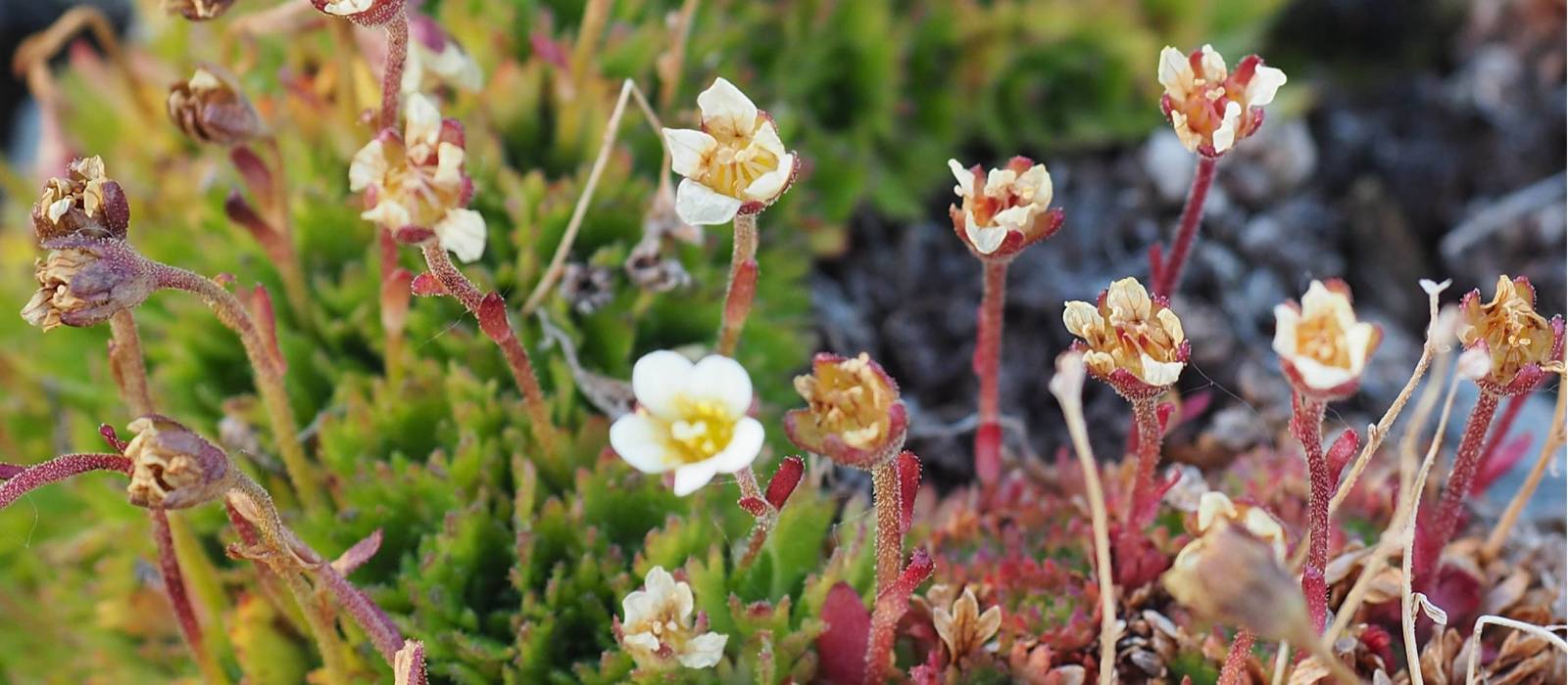 The Arctic comes alive in summer | Rachel Imber
