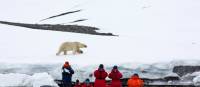 Wildlife observation in the High Arctic