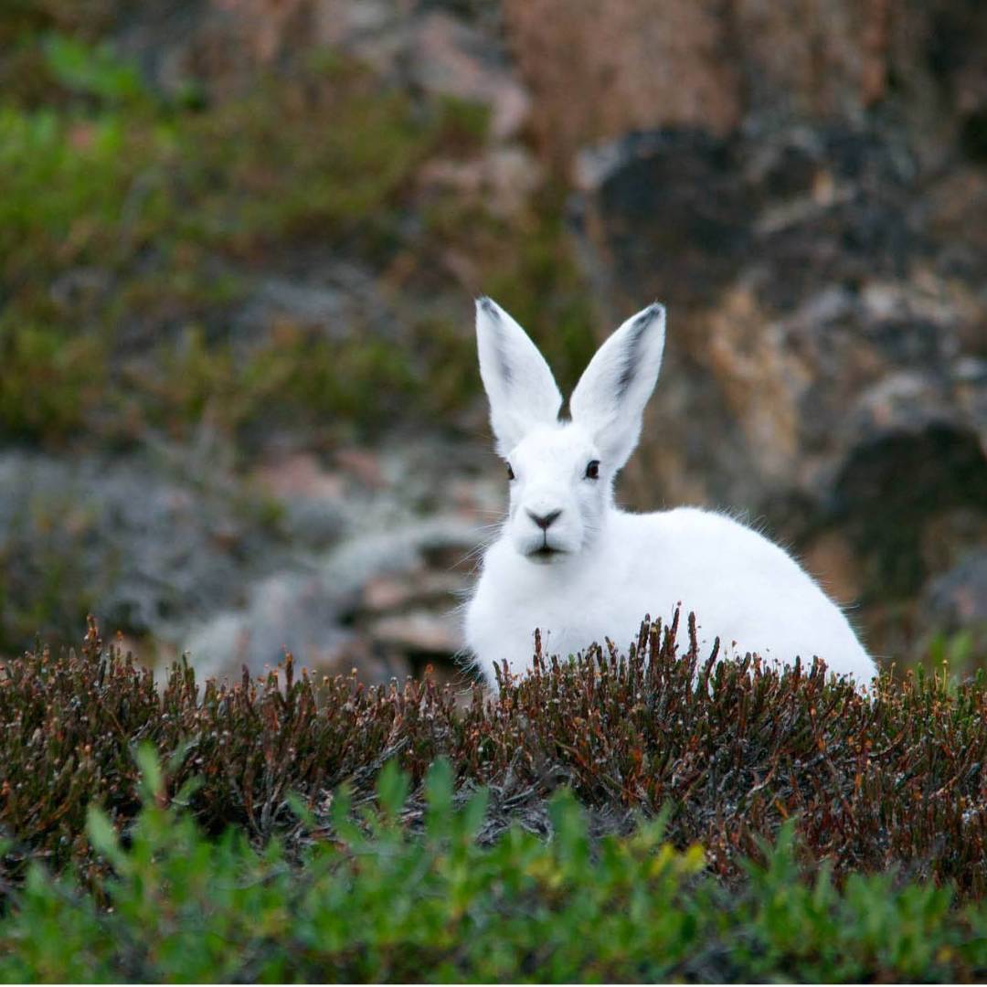 An Arctic Hare stays low on the tundra