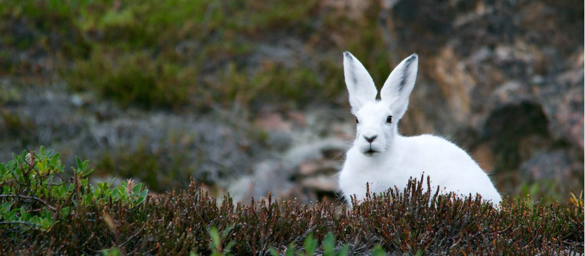 An Arctic Hare stays low on the tundra