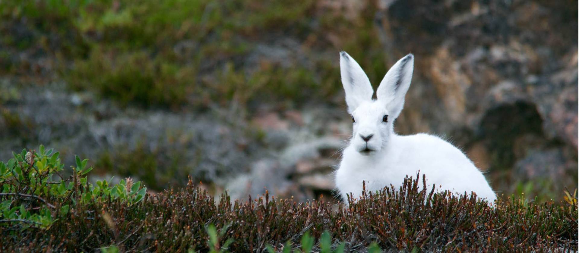An Arctic Hare stays low on the tundra