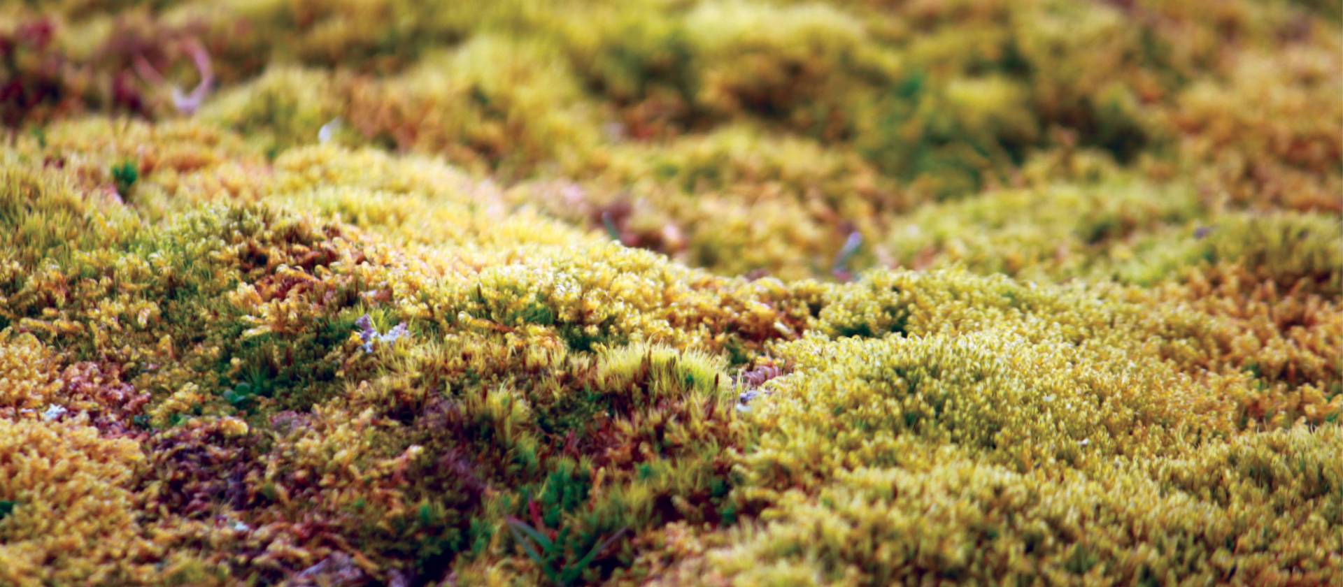 Beautiful colours of the tundra | Rachel Imber