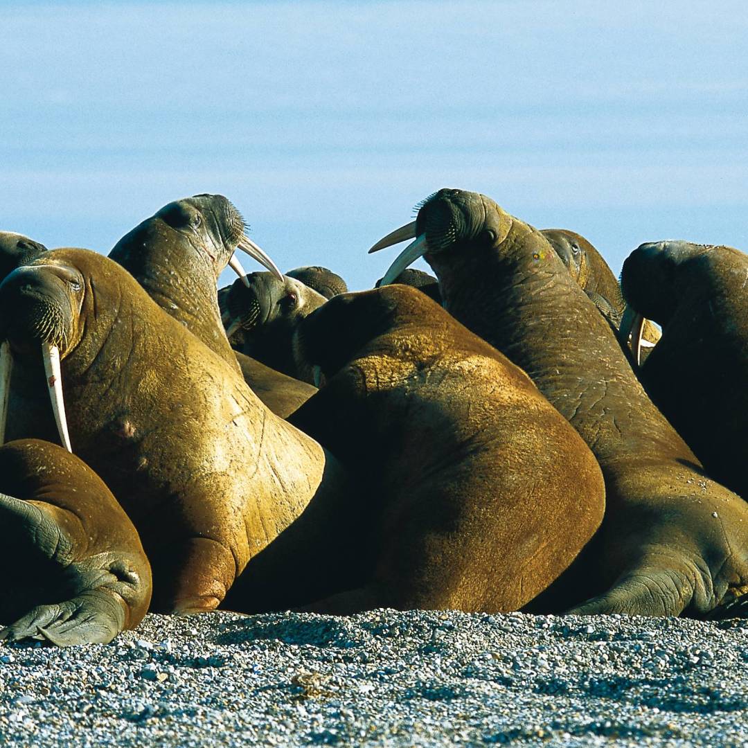 Svalbard is home to an incredible diversity of wildlife, such as the walrus | Al Bakker