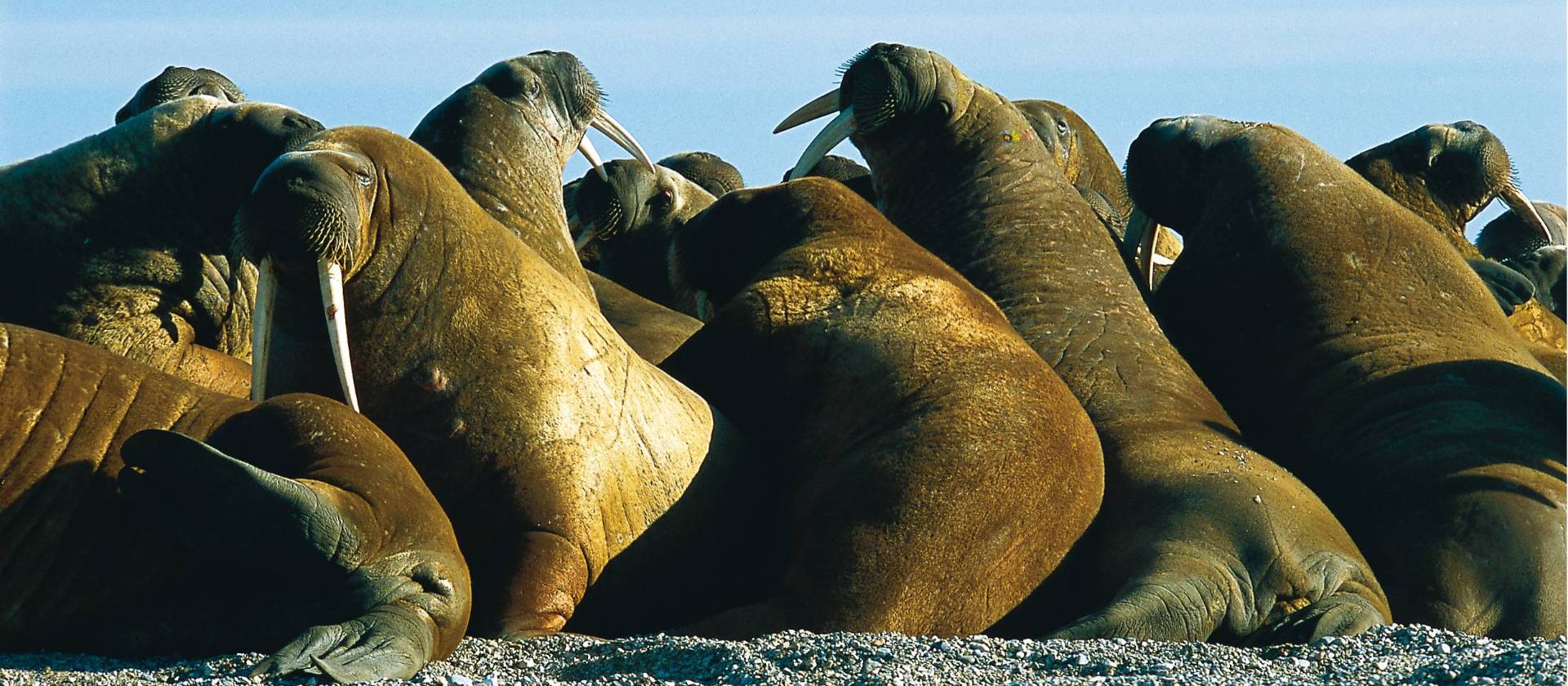 Svalbard is home to an incredible diversity of wildlife, such as the walrus | Al Bakker
