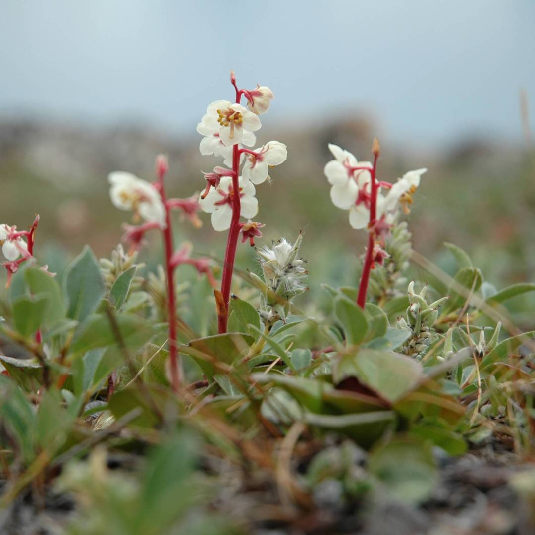 Delicate Northern Arctic flora | Fiona Windon