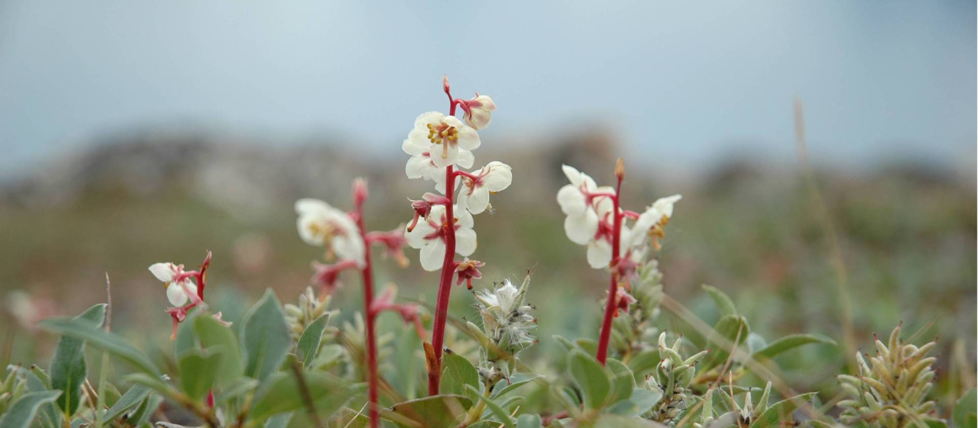 Delicate Northern Arctic flora | Fiona Windon