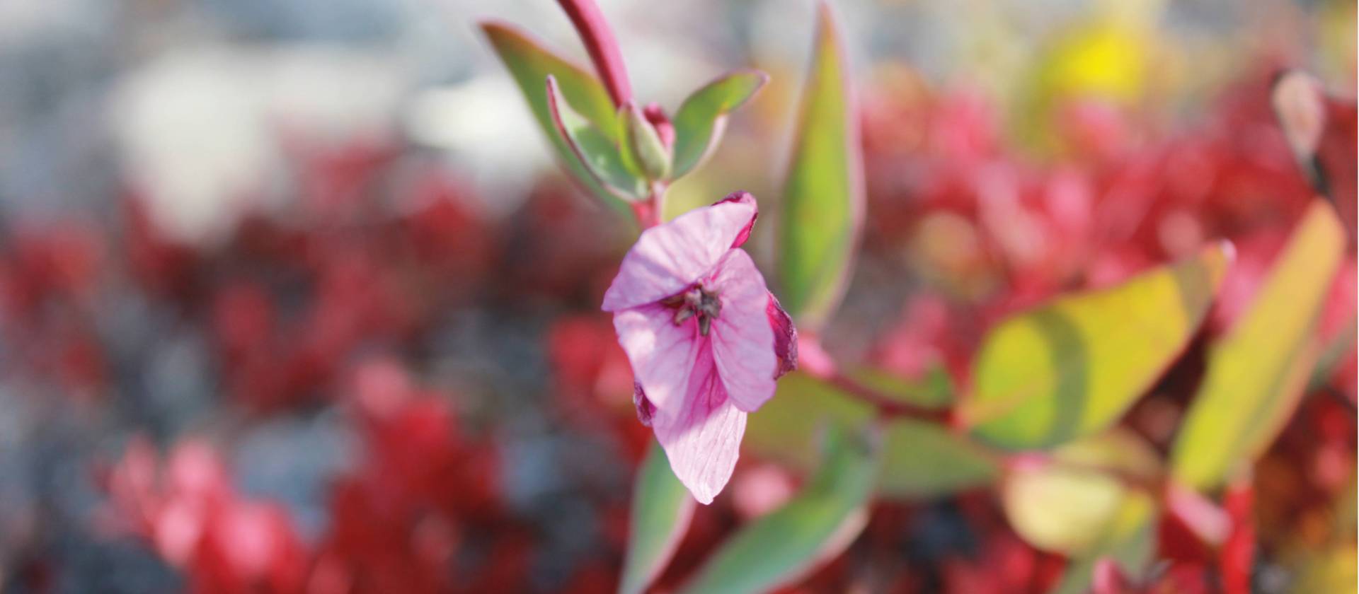 Arctic wild flower | Rachel Imber