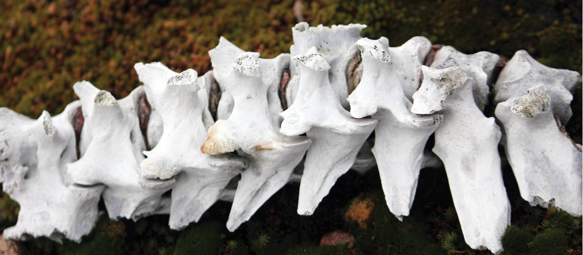 Muskox bones on the tundra, Greenland | Rachel Imber