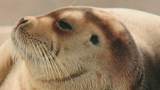 Fur seal in the Arctic | Brad Atwal