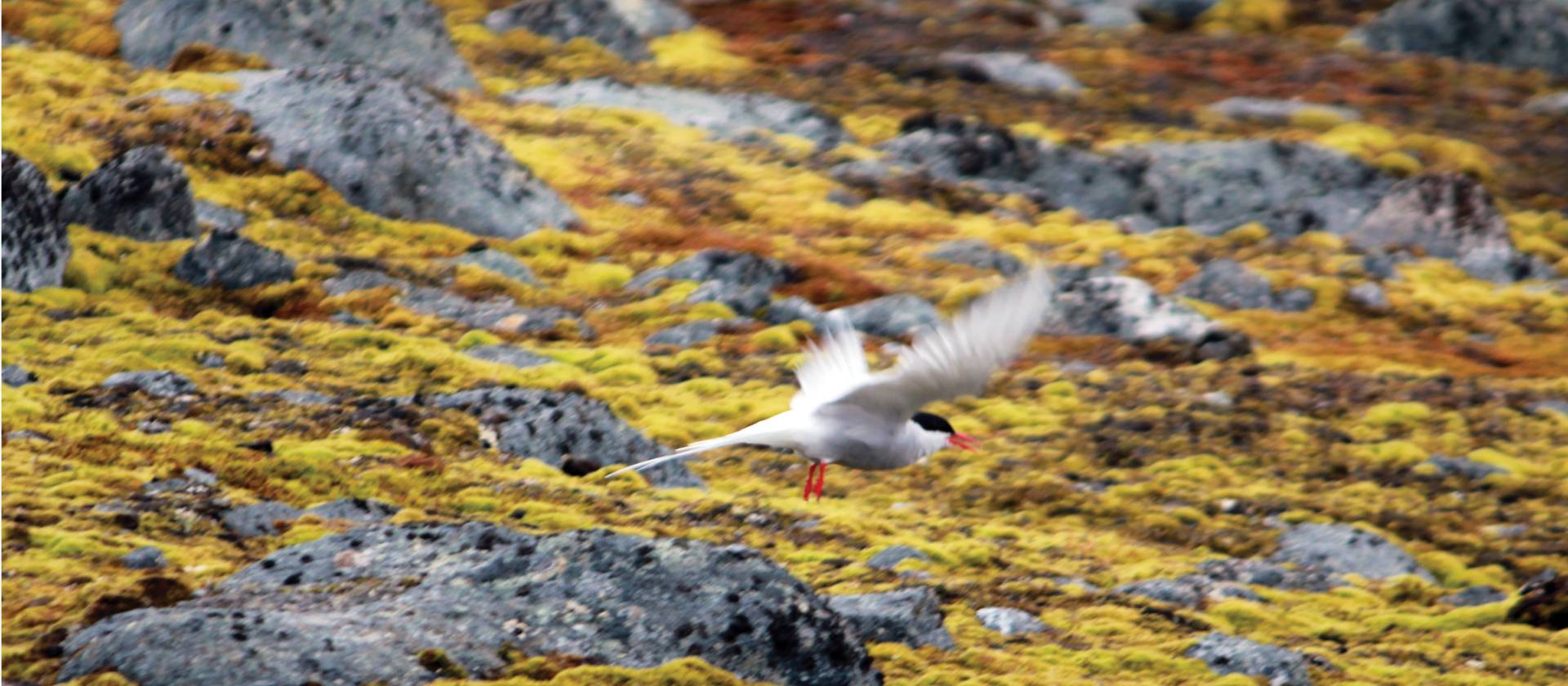 Arctic Tern, Svalbard | Rachel Imber