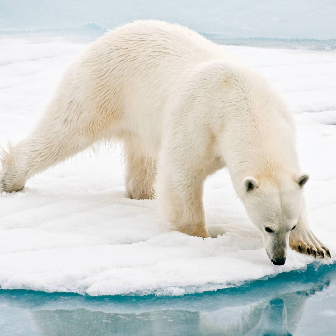 A polar bear at close range in the Arctic | Sue Josephsen