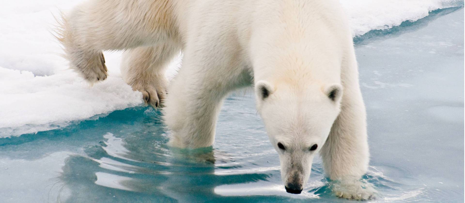 Our Arctic adventures offer unique wildlife experiences | Sue Josephsen
