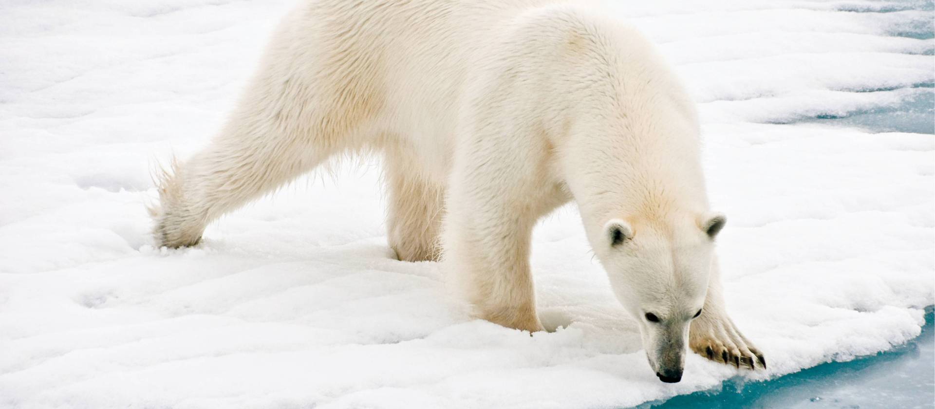 A polar bear at close range in the Arctic | Sue Josephsen