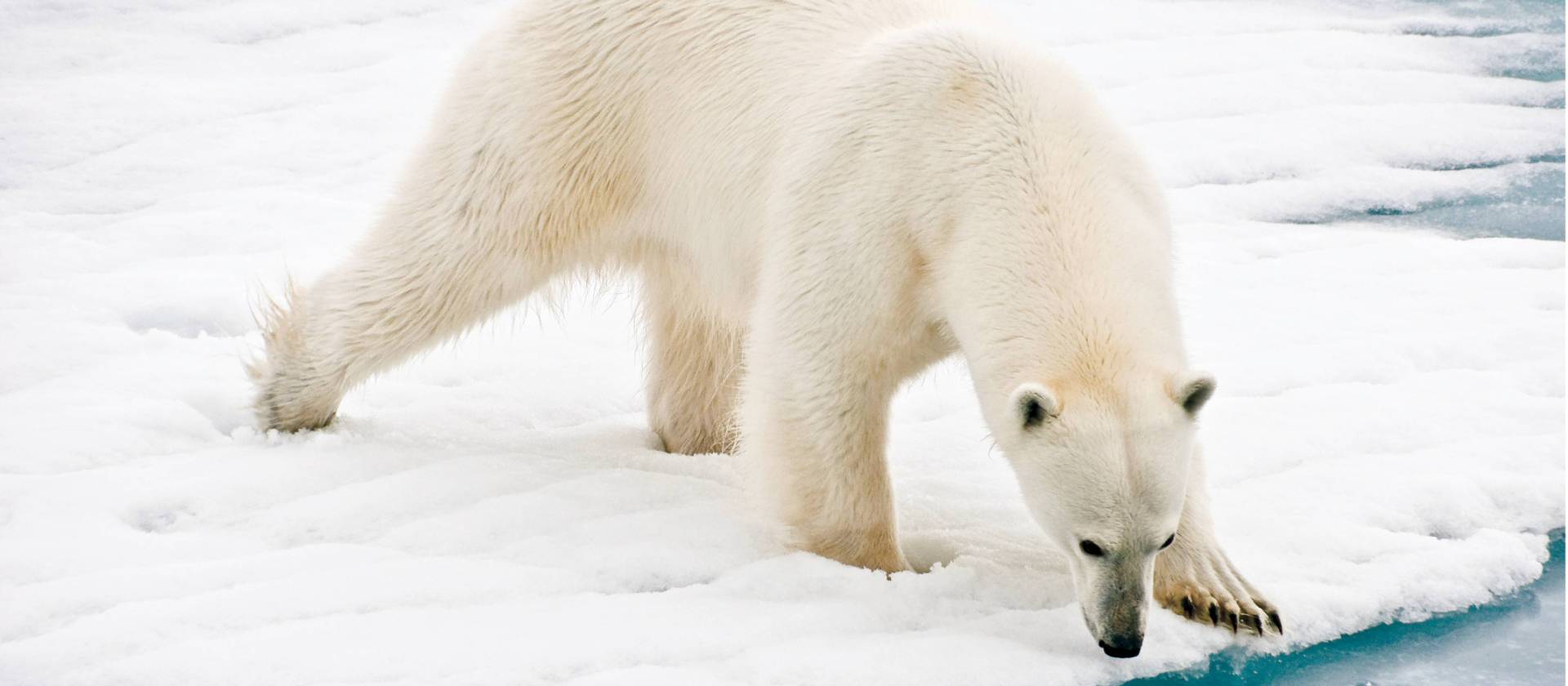 A polar bear at close range in the Arctic | Sue Josephsen