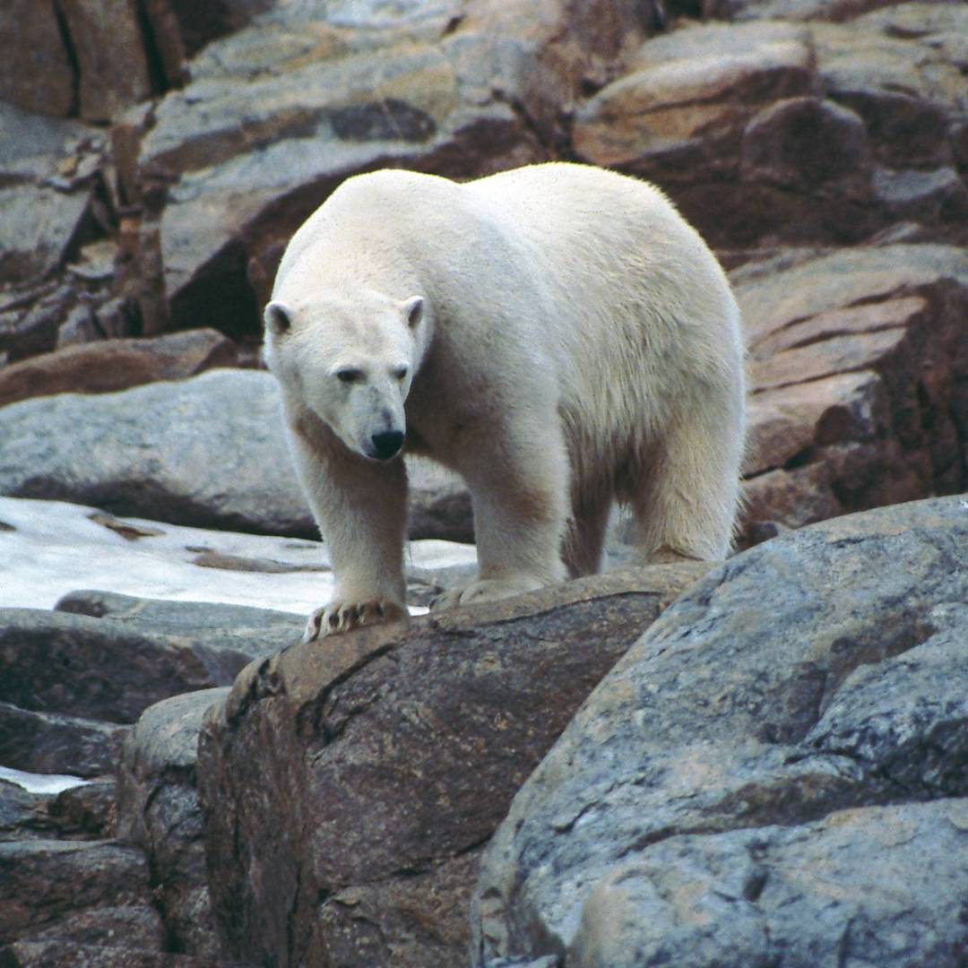Polar Bear in the arctic | Sue Werner