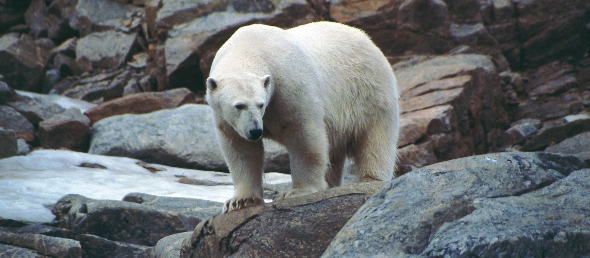 Polar Bear in the arctic | Sue Werner