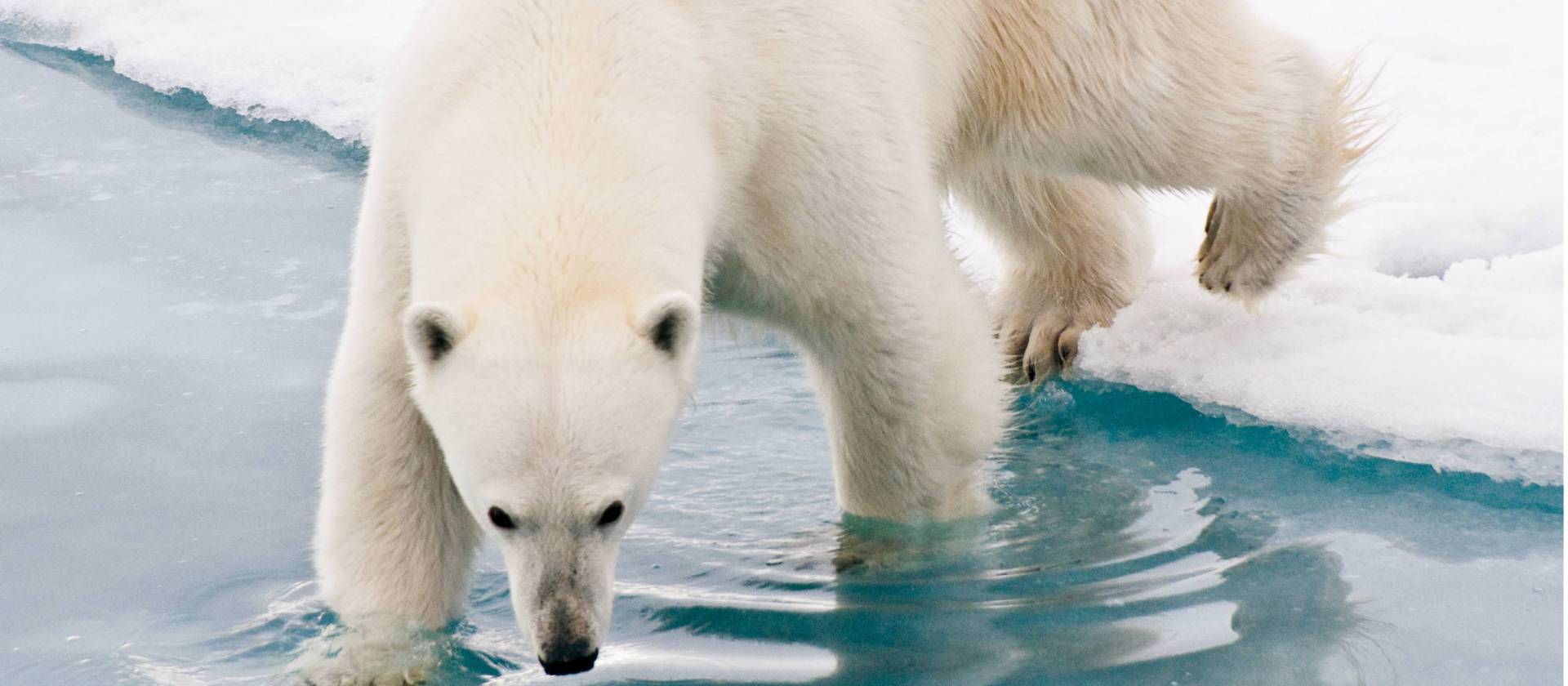 Our Arctic adventures offer unique wildlife experiences | Sue Josephsen