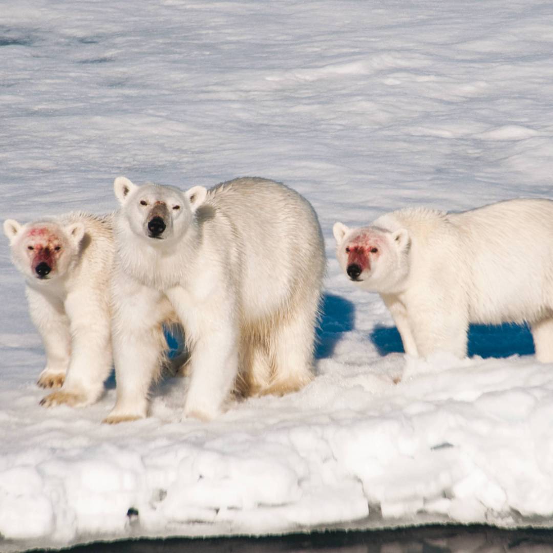 A family of polar bears after feeding | Sue Josephsen