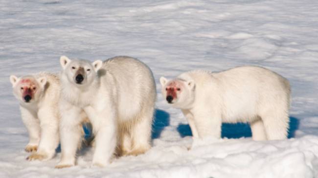 A family of polar bears after feeding | Sue Josephsen