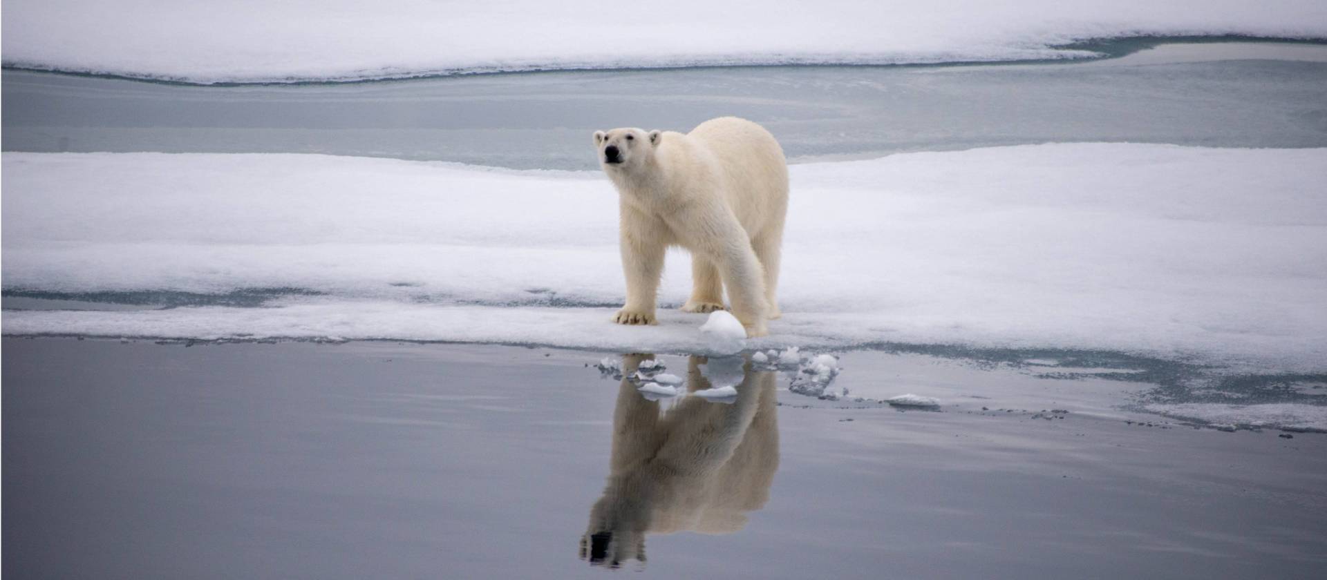 A polar bear checks surroundings in Svalbard | Toby Story
