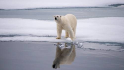 A polar bear checks surroundings in Svalbard | Toby Story