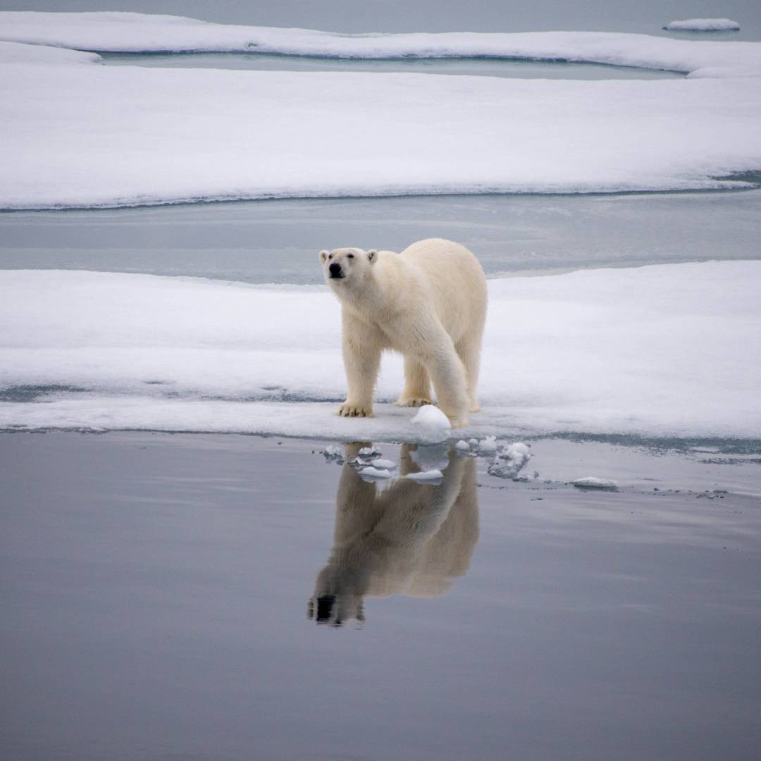 A polar bear checks surroundings in Svalbard | Toby Story