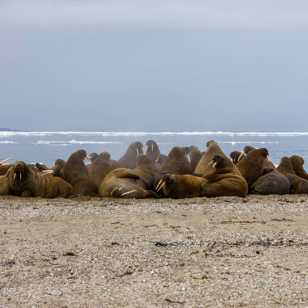 Walrus halout in Svalbard | Toby Story
