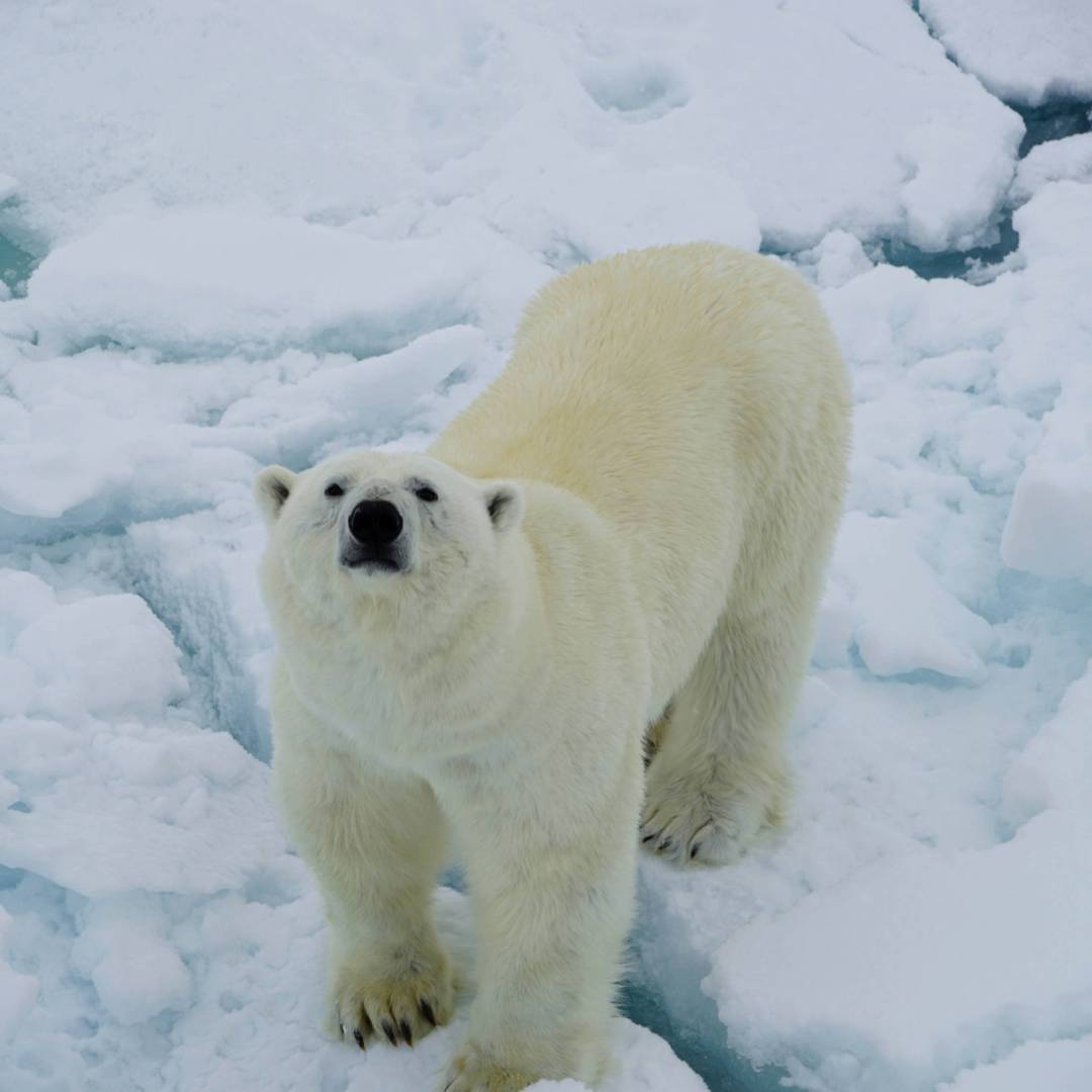 A Polar Bear curiously sniffs up towards the ship | Gesine Cheung