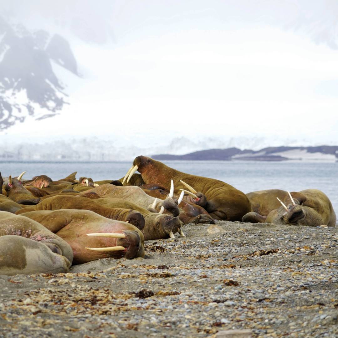 Exploring the Walrus colony at Sarstangen | Gesine Cheung
