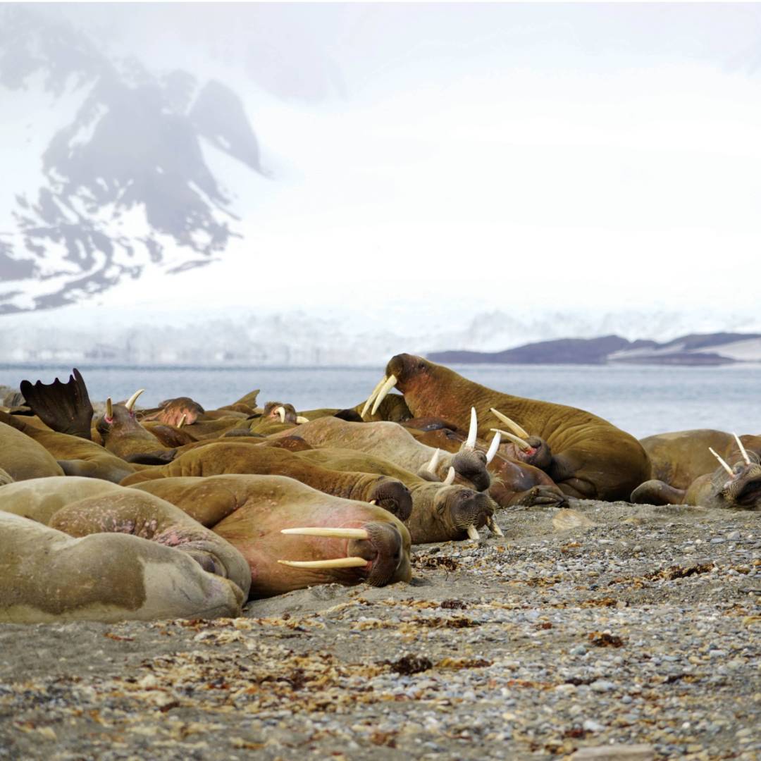 Exploring the Walrus colony at Sarstangen | Gesine Cheung