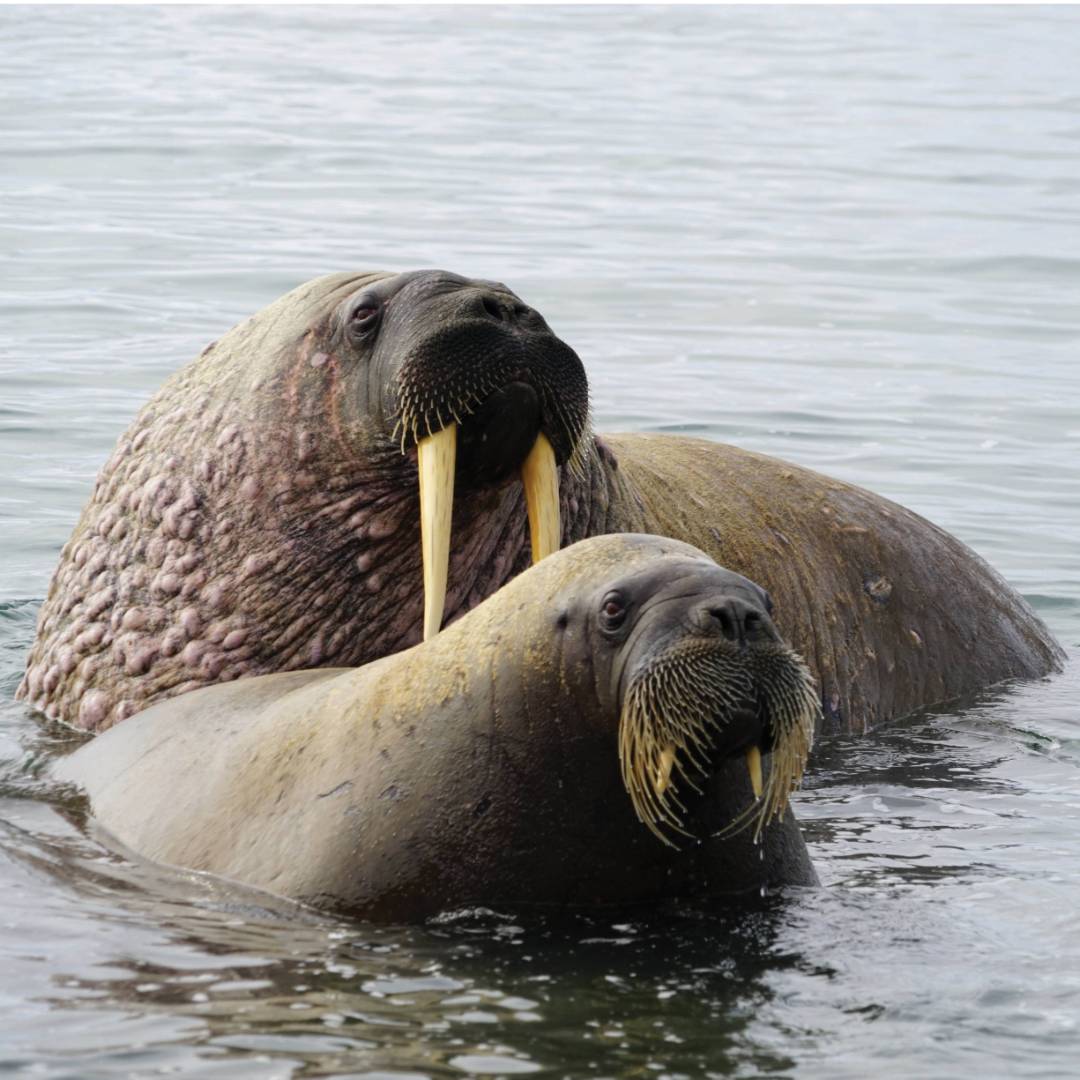 Walrus halout at Sarstangen | Gesine Cheung