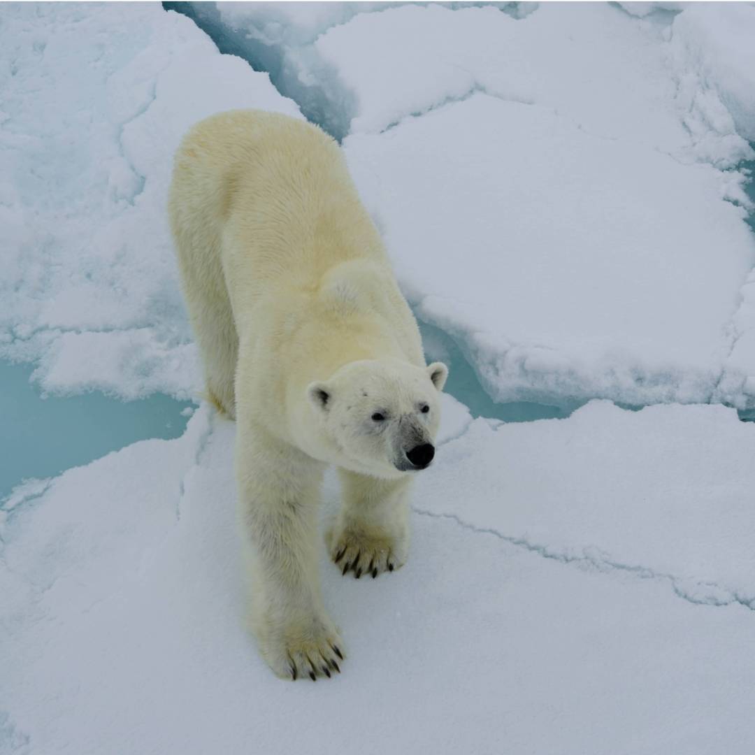 A Polar Bear sniffs the air curiously | Gesine Cheung